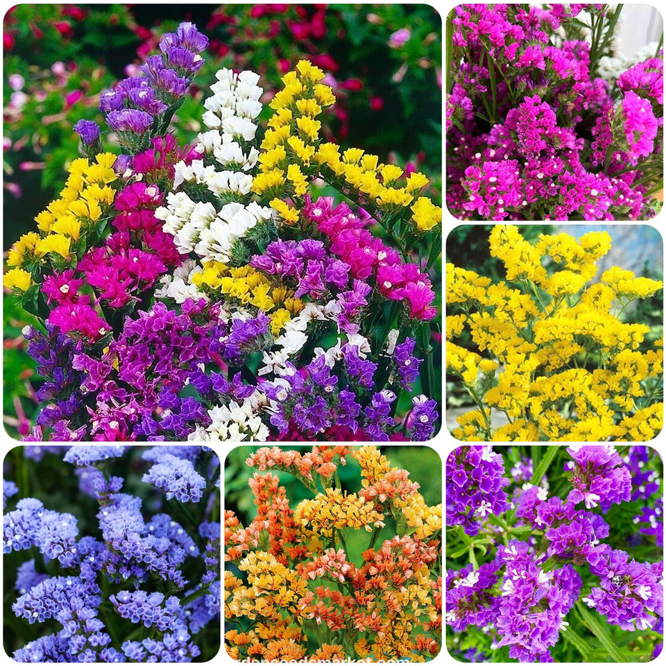Carpet Creeping Limonium seeds bulk pack for easy planting.