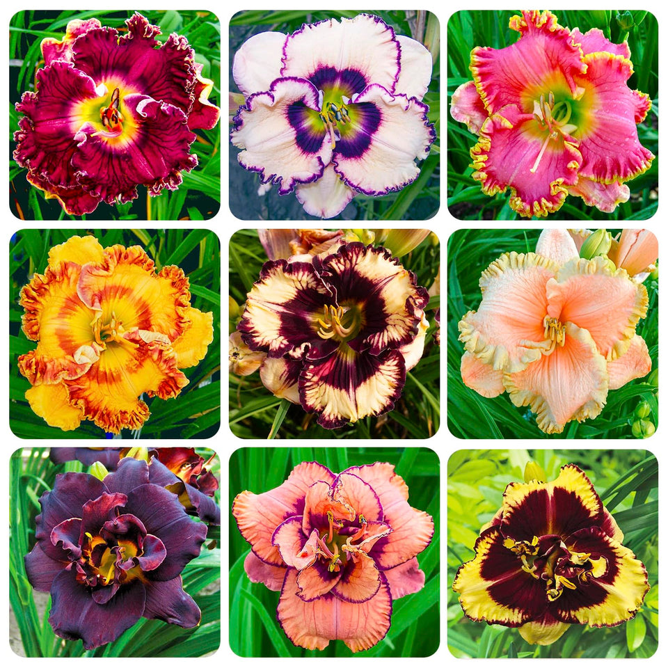Generic Daylily Seeds packaging for easy, low-maintenance gardening.