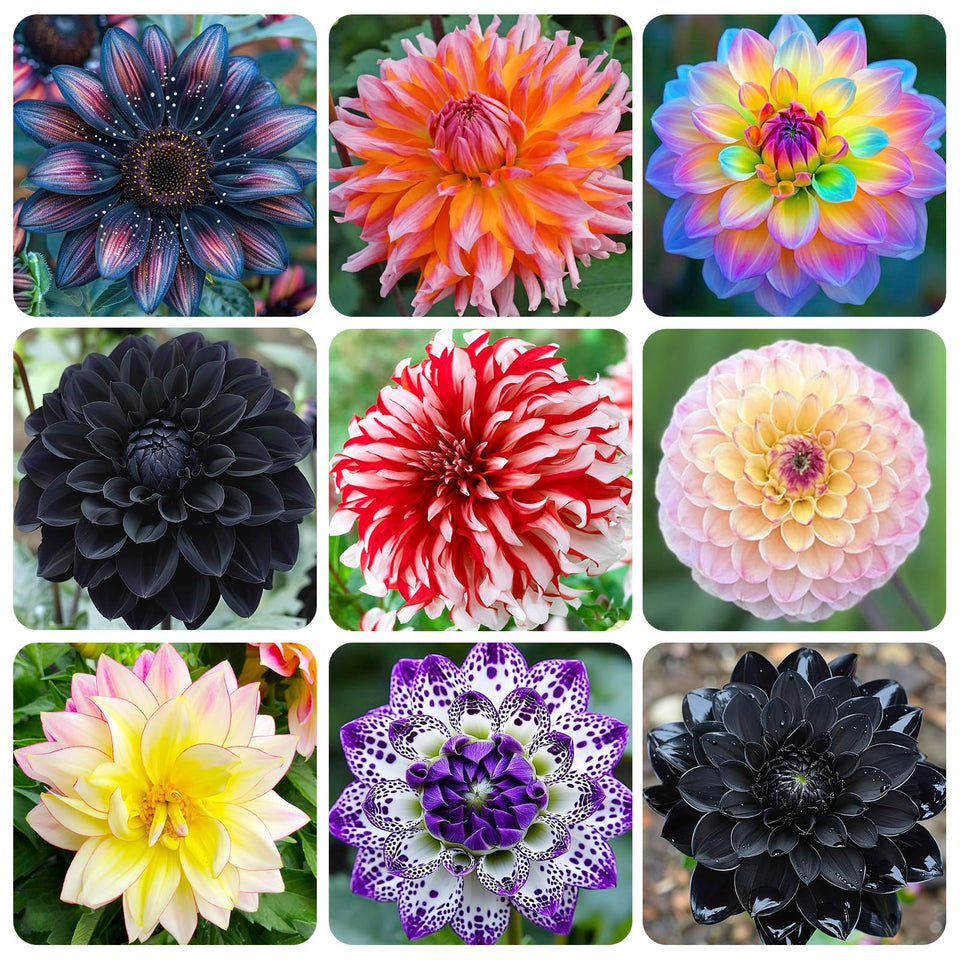 Generic giant dahlia dinner plate seed closeup, ideal for bold border color.
