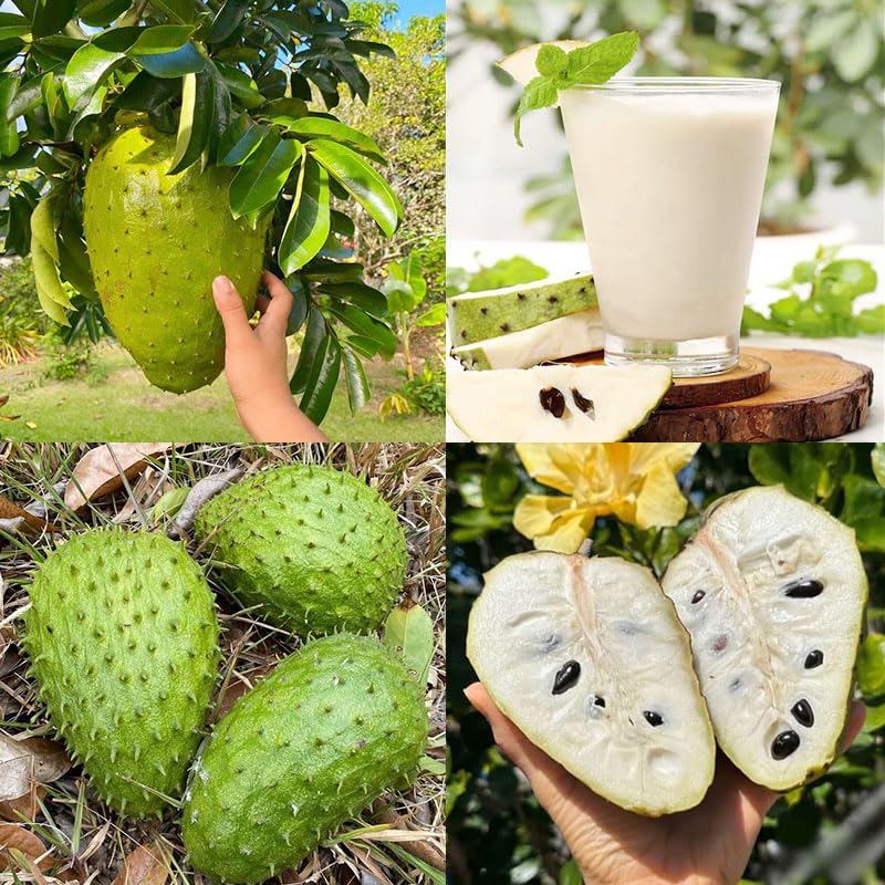 Generic Soursop seed pack ready for indoor germination and fresh fruit.
